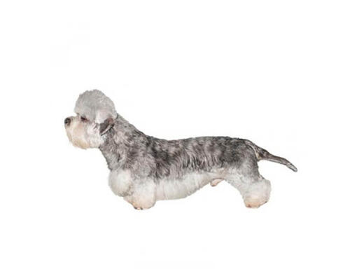 Dandie dinmont sales terrier in not